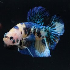 画像13: HMPK　イエロータイガー (13)