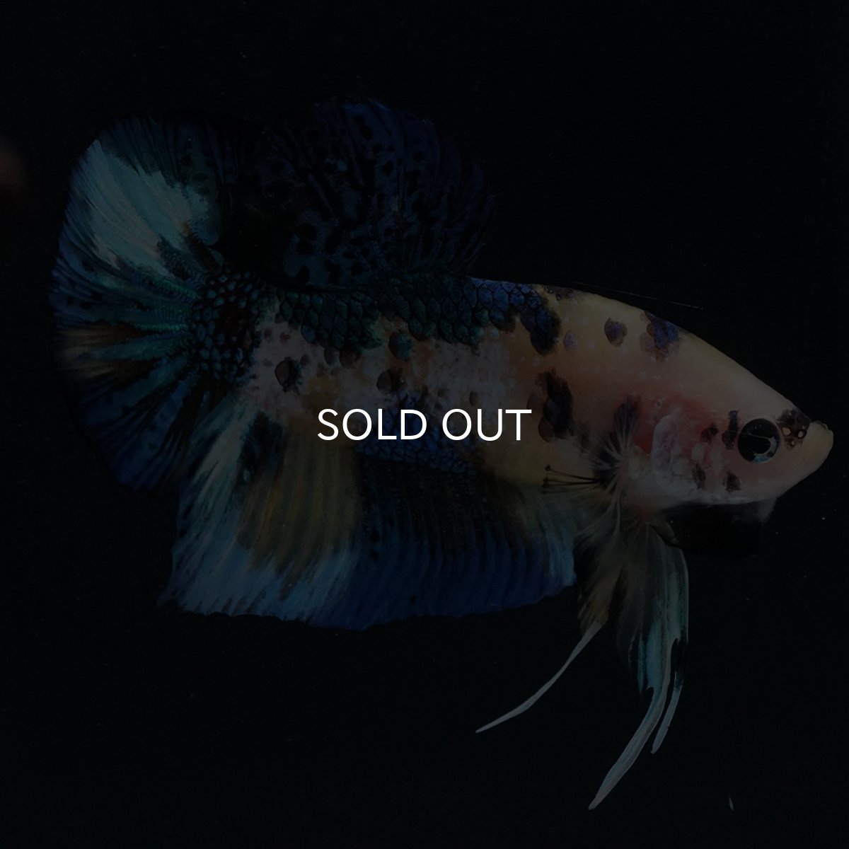 画像12: HMPK　イエロータイガー (12)