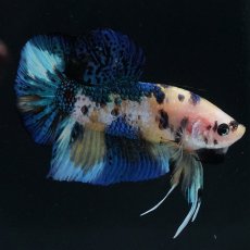 画像12: HMPK　イエロータイガー (12)