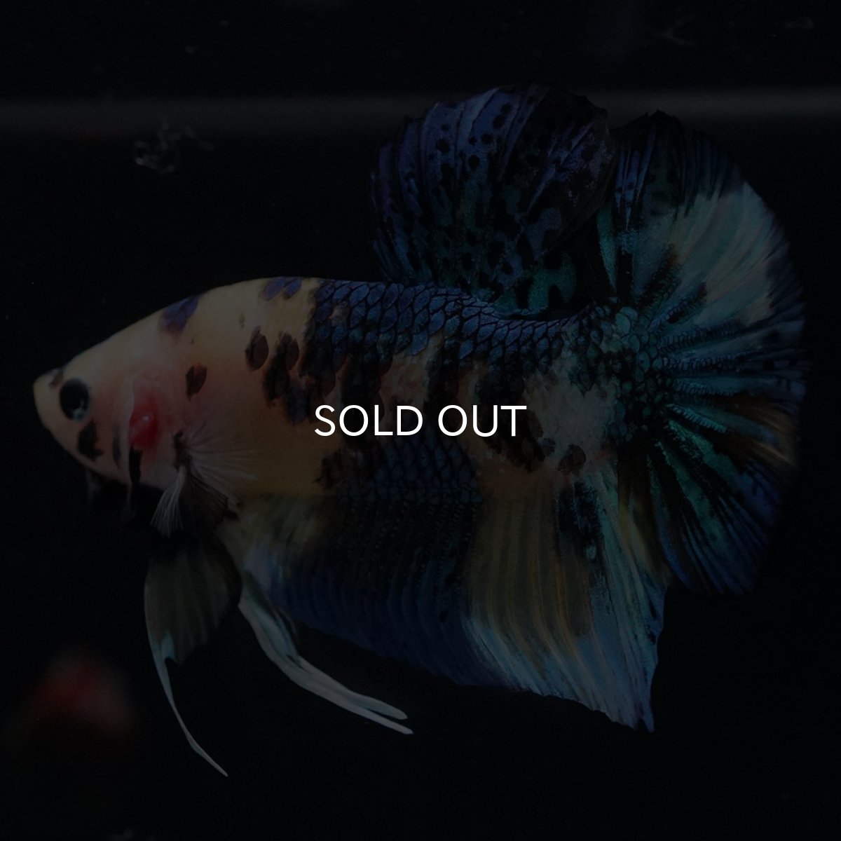 画像11: HMPK　イエロータイガー (11)