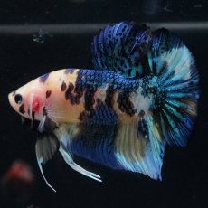 画像11: HMPK　イエロータイガー (11)