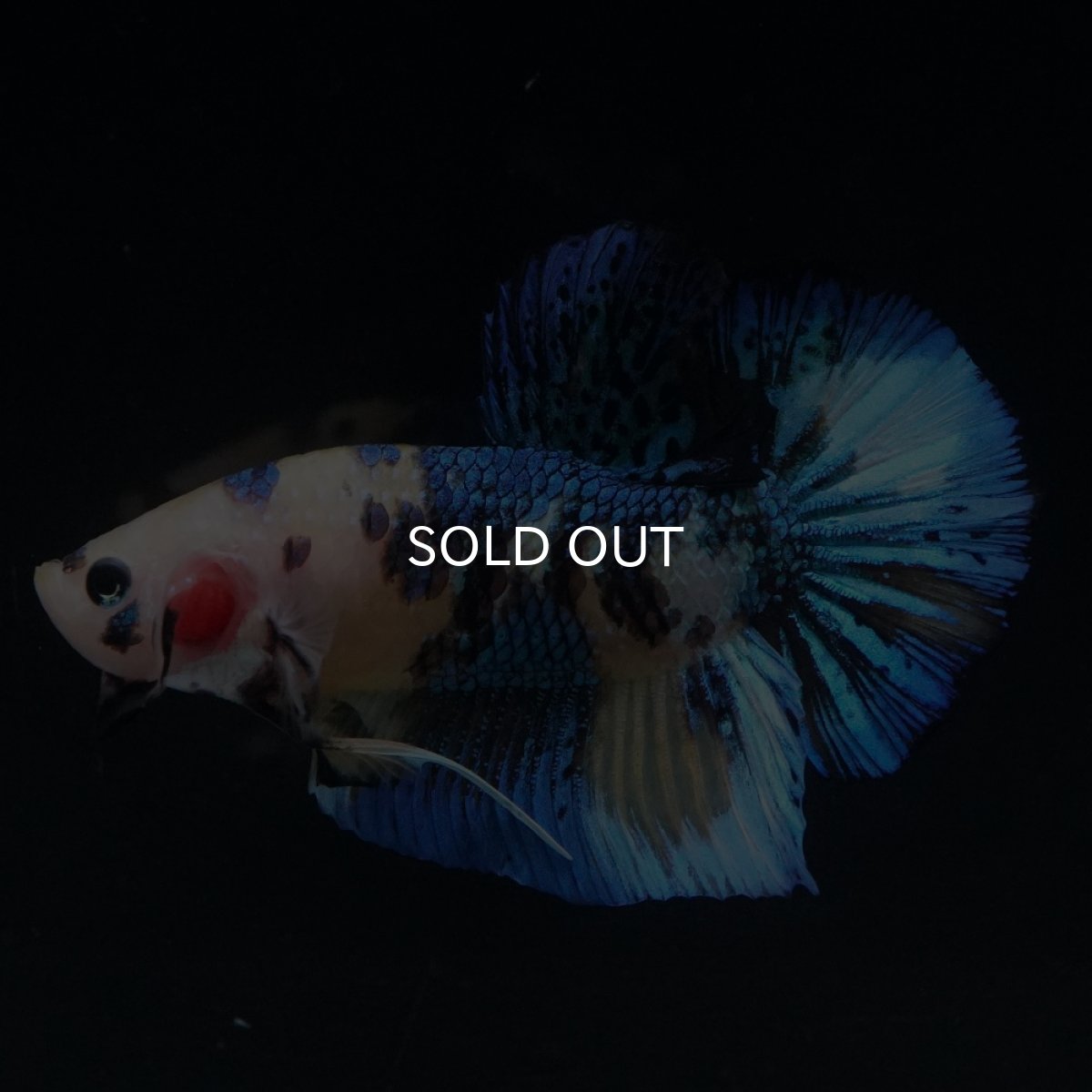 画像10: HMPK　イエロータイガー (10)