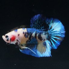 画像10: HMPK　イエロータイガー (10)