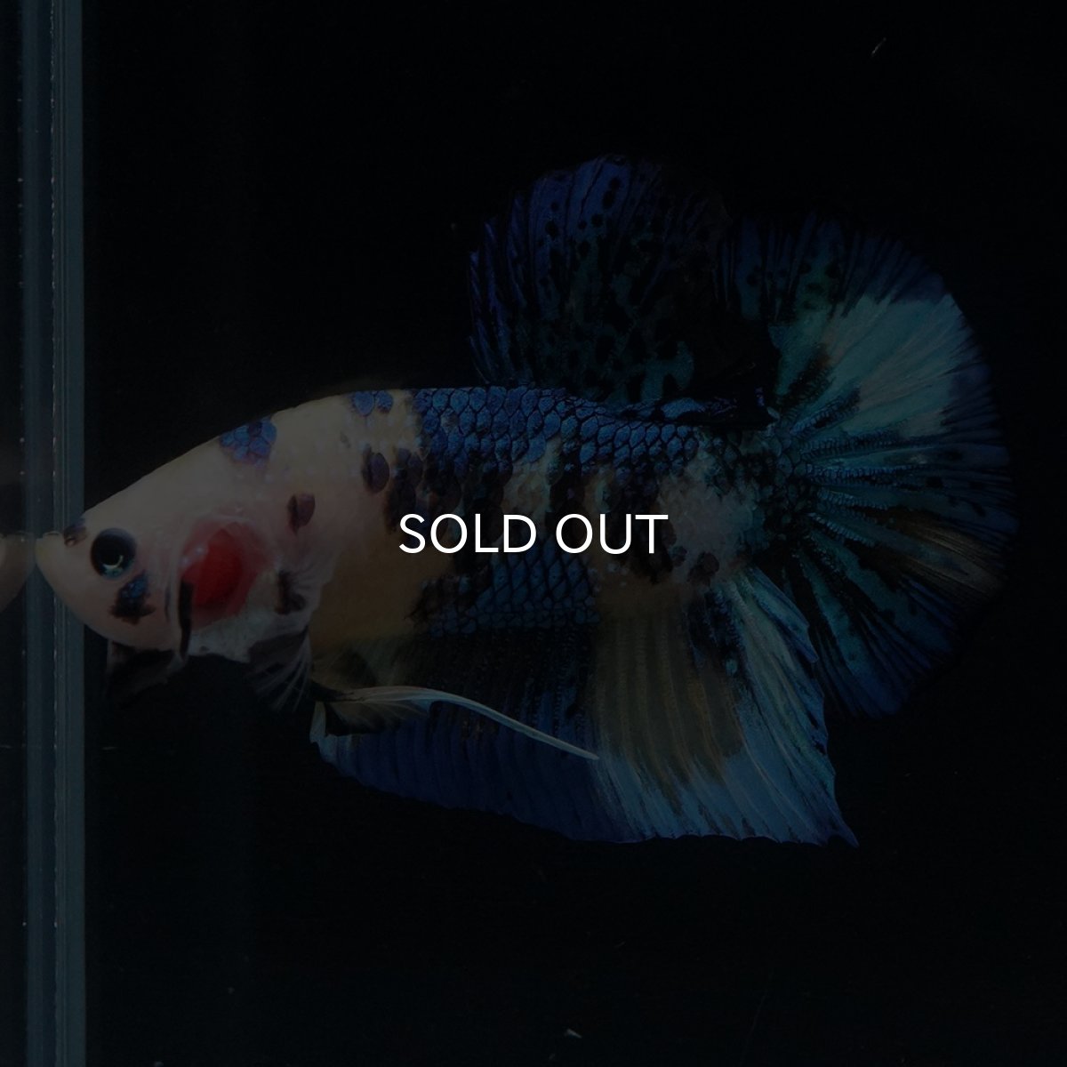 画像9: HMPK　イエロータイガー (9)