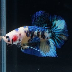 画像9: HMPK　イエロータイガー (9)