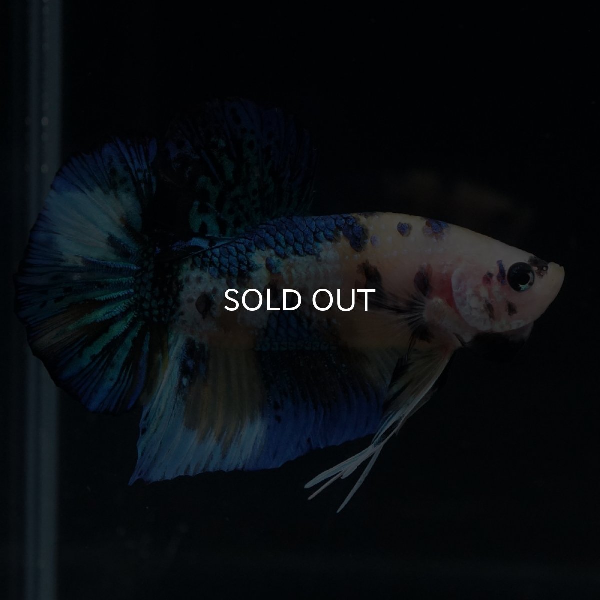 画像8: HMPK　イエロータイガー (8)