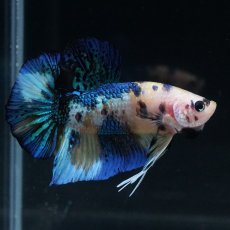 画像8: HMPK　イエロータイガー (8)