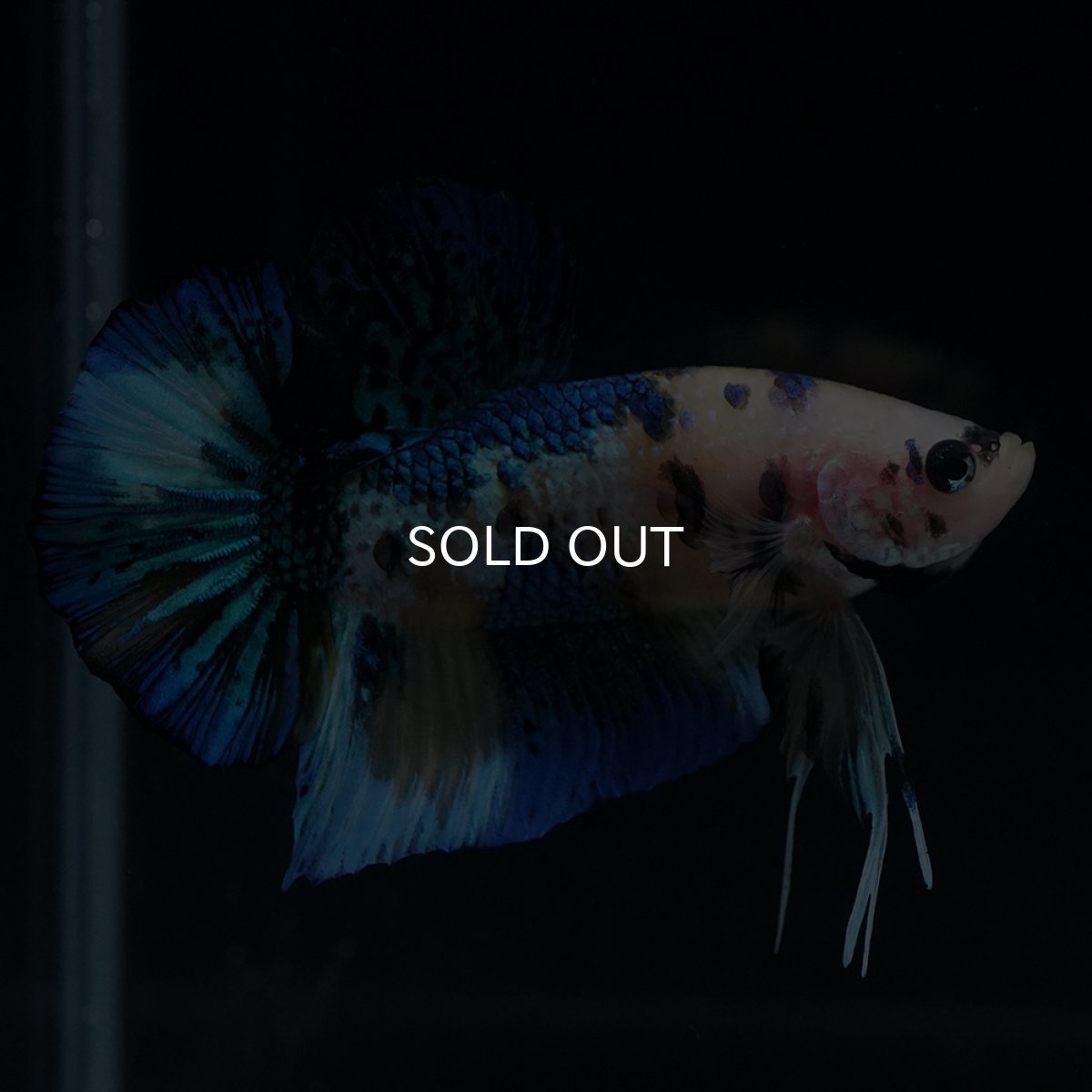 画像2: HMPK　イエロータイガー (2)