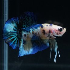 画像2: HMPK　イエロータイガー (2)