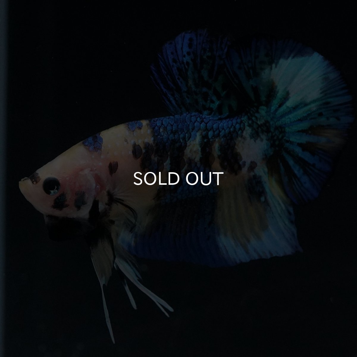 画像7: HMPK　イエロータイガー (7)