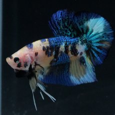 画像7: HMPK　イエロータイガー (7)