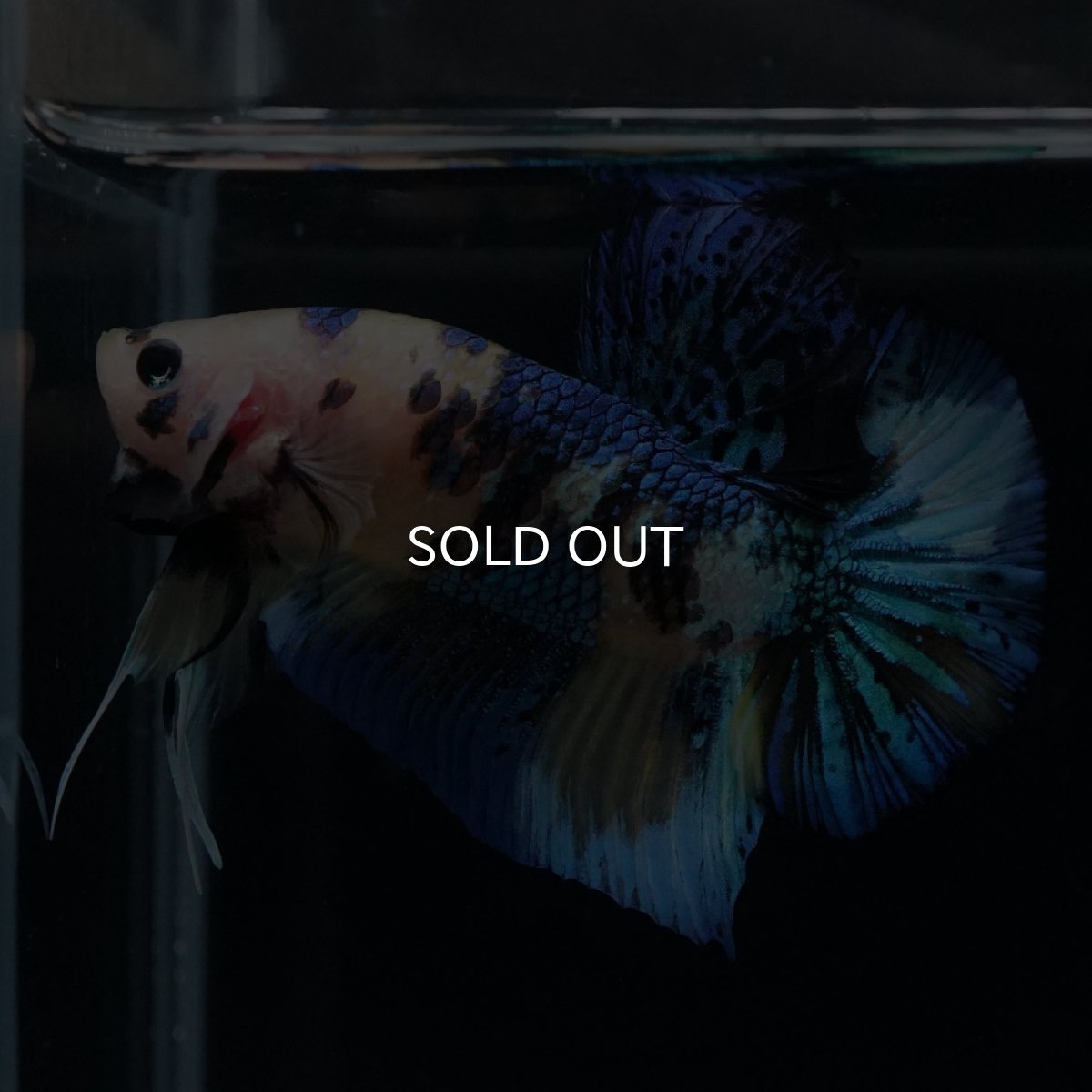 画像6: HMPK　イエロータイガー (6)