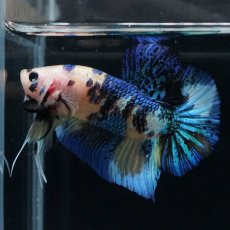 画像6: HMPK　イエロータイガー (6)