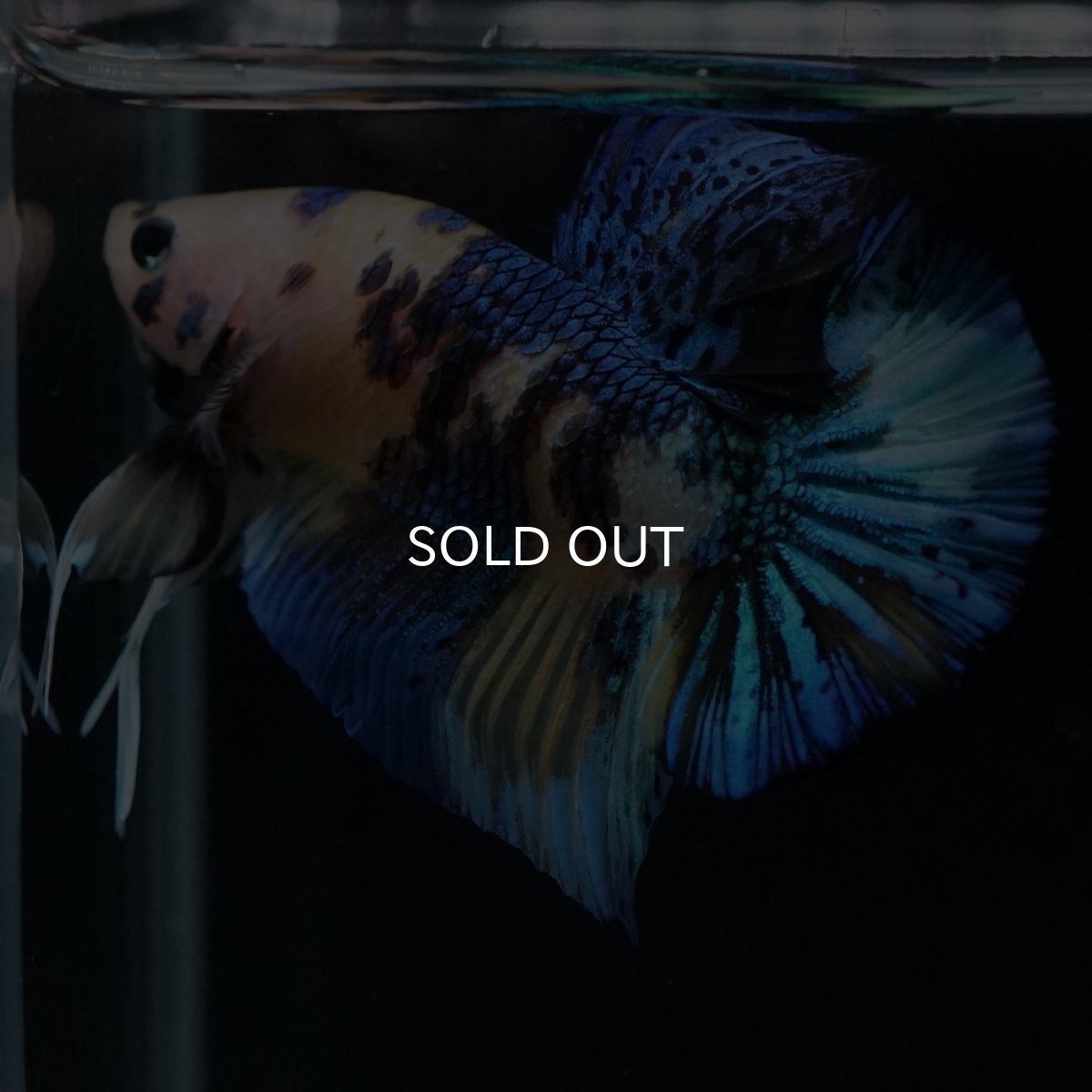 画像5: HMPK　イエロータイガー (5)