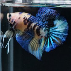 画像5: HMPK　イエロータイガー (5)