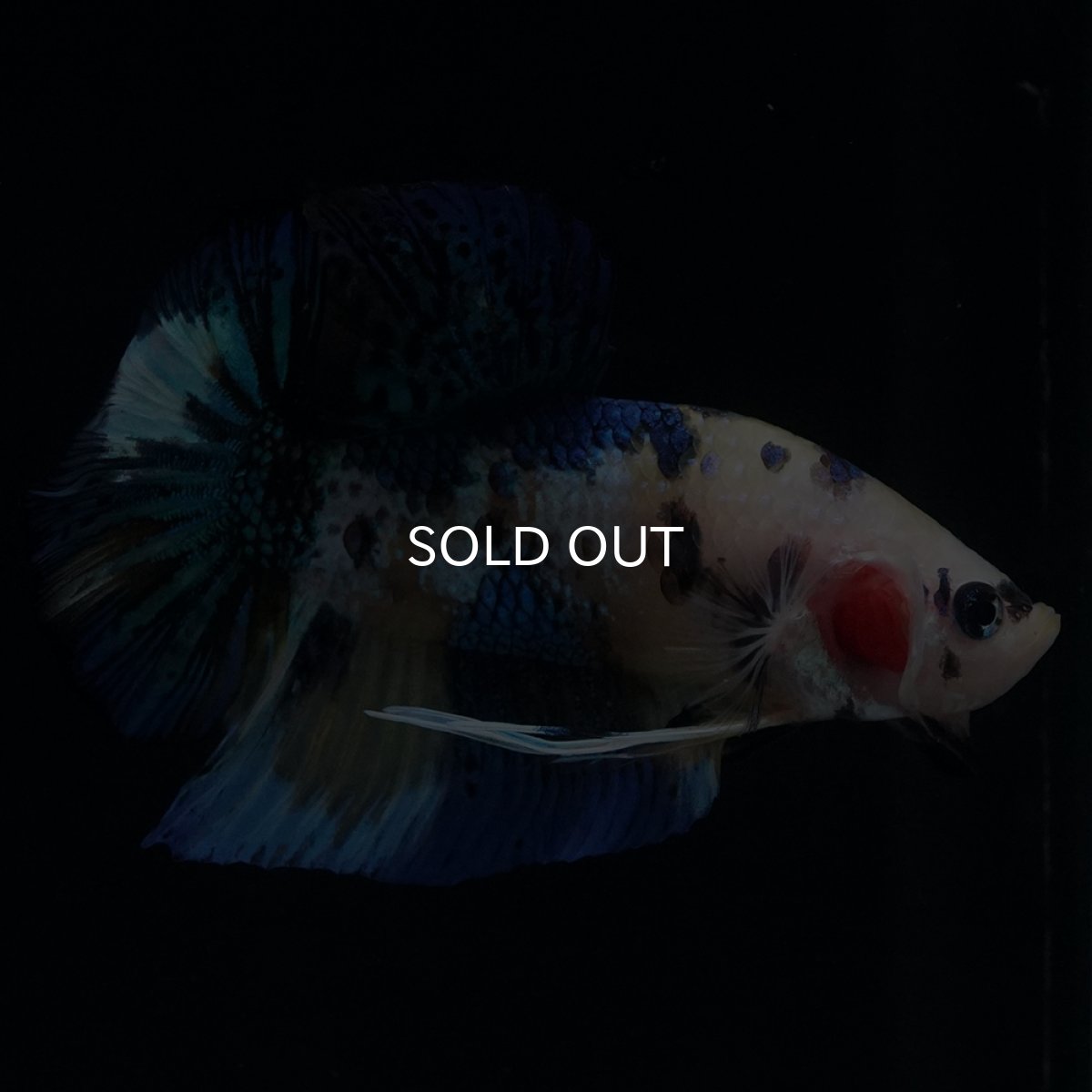 画像4: HMPK　イエロータイガー (4)