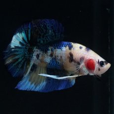 画像4: HMPK　イエロータイガー (4)