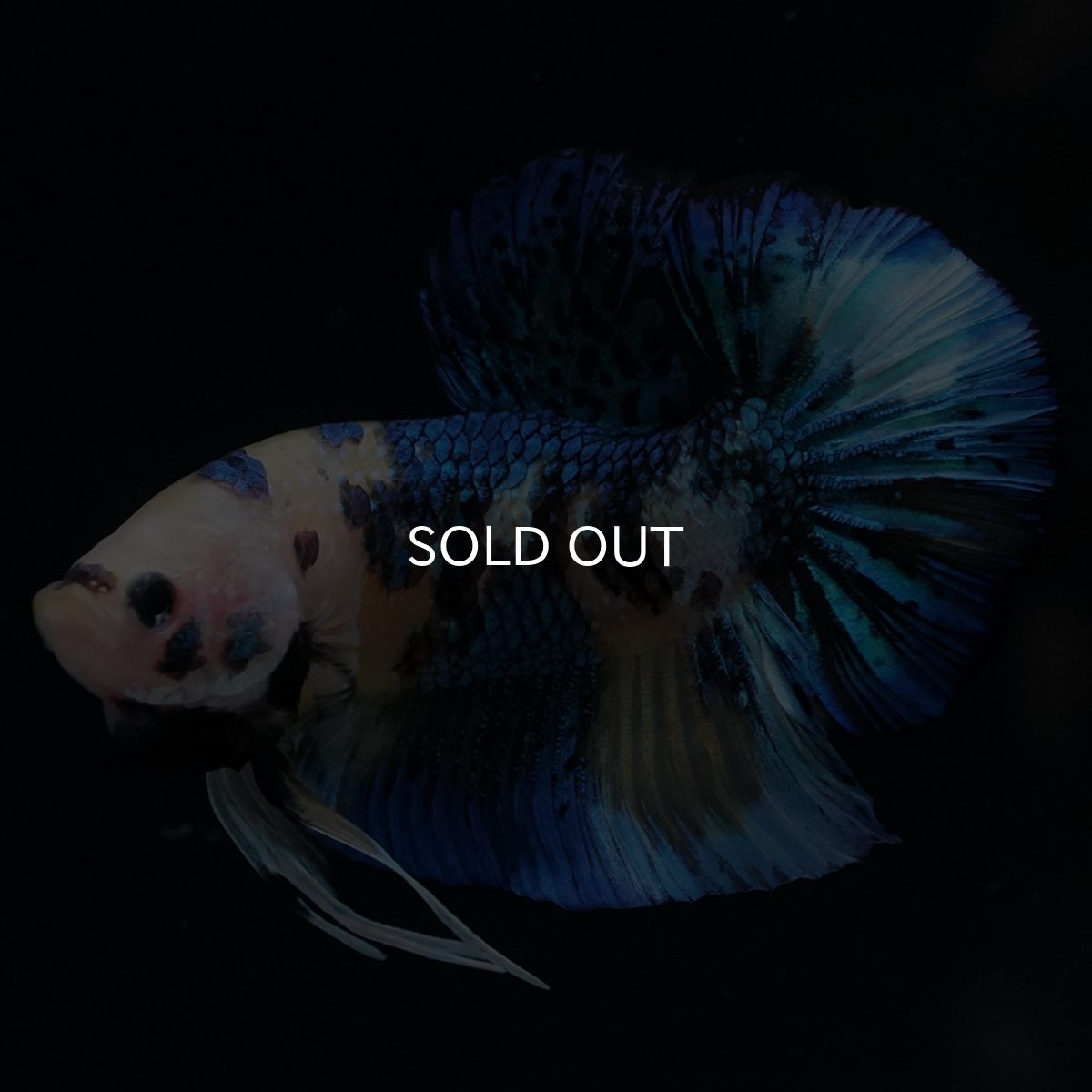 画像1: HMPK　イエロータイガー (1)