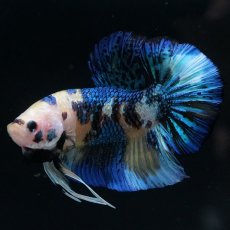 画像1: HMPK　イエロータイガー (1)