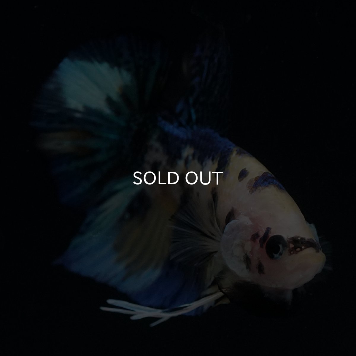 画像3: HMPK　イエロータイガー (3)