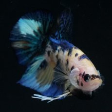 画像3: HMPK　イエロータイガー (3)