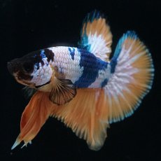 画像12: HMPK　イエローファンシー (12)