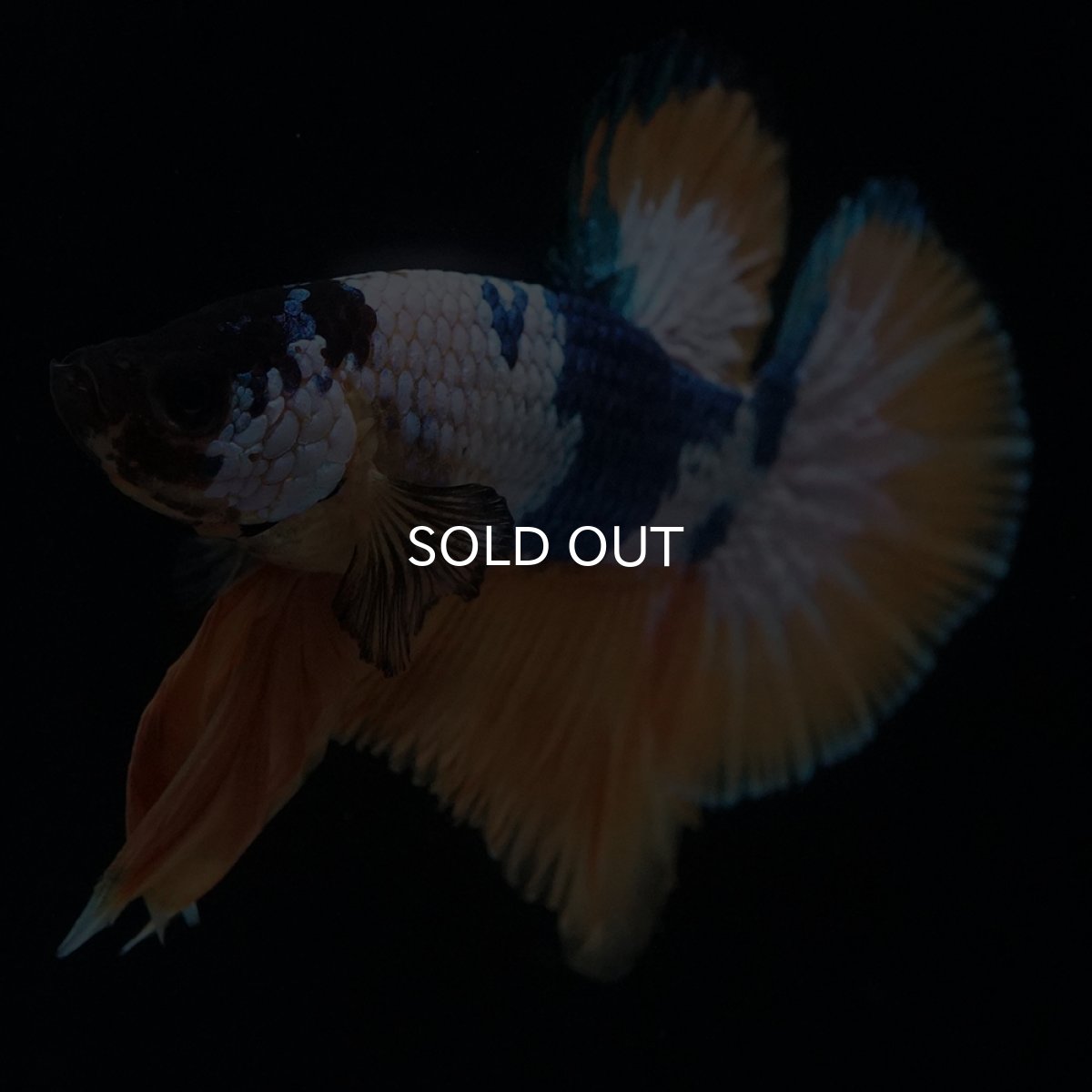 画像11: HMPK　イエローファンシー (11)