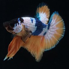 画像11: HMPK　イエローファンシー (11)