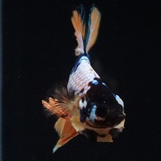 画像10: HMPK　イエローファンシー (10)