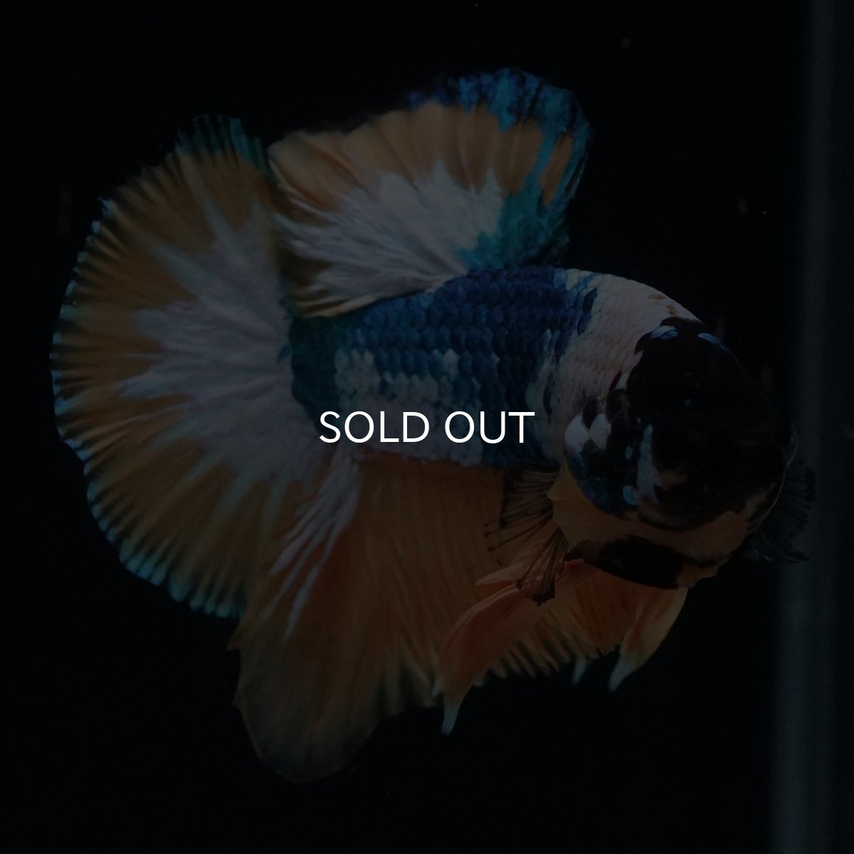 画像9: HMPK　イエローファンシー (9)