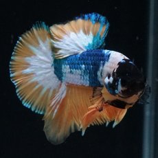 画像9: HMPK　イエローファンシー (9)