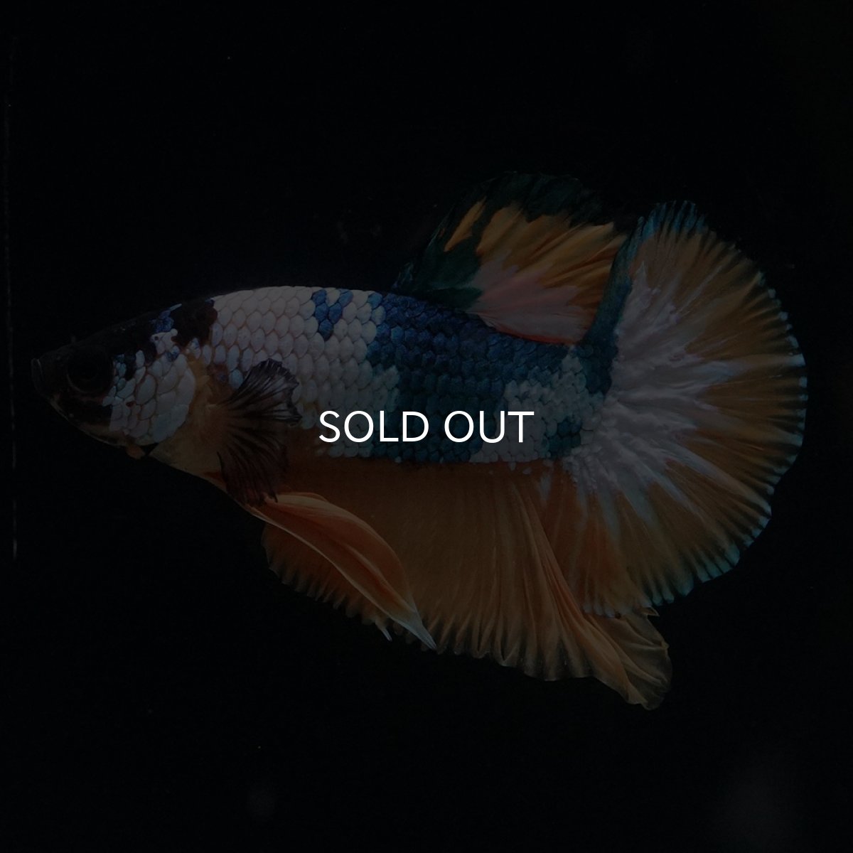 画像8: HMPK　イエローファンシー (8)