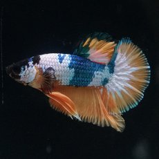 画像8: HMPK　イエローファンシー (8)