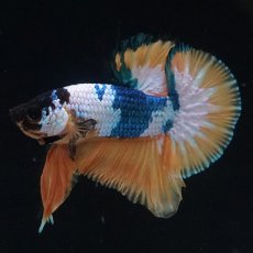 画像2: HMPK　イエローファンシー (2)