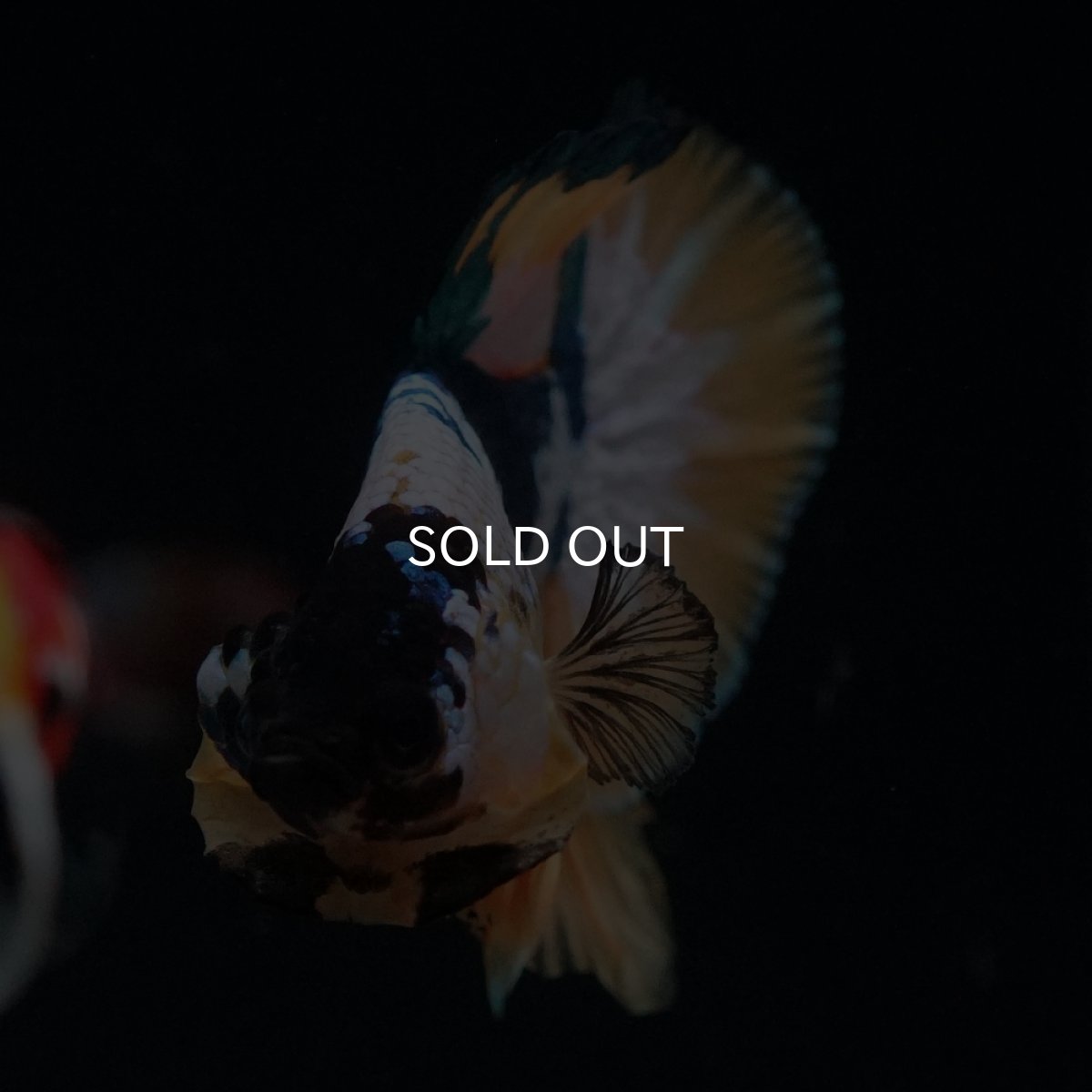 画像7: HMPK　イエローファンシー (7)