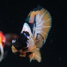 画像7: HMPK　イエローファンシー (7)