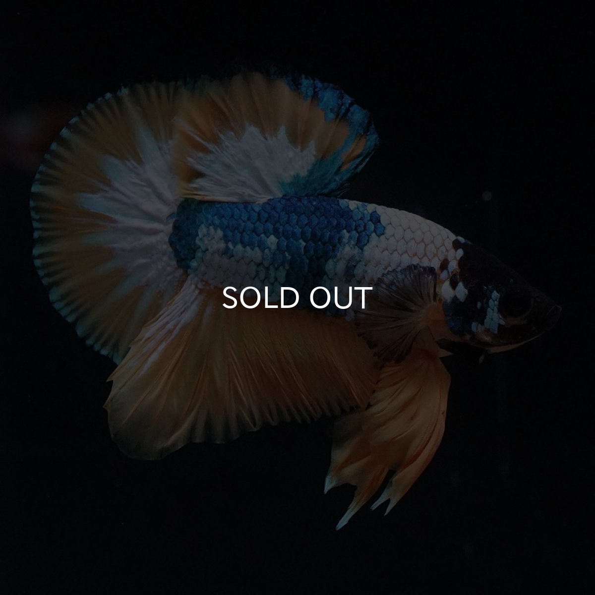 画像6: HMPK　イエローファンシー (6)