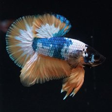 画像6: HMPK　イエローファンシー (6)