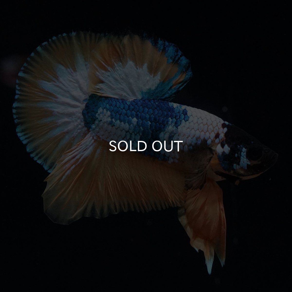 画像1: HMPK　イエローファンシー (1)