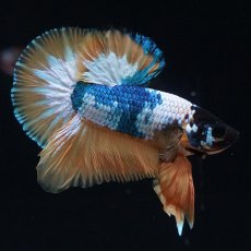 画像1: HMPK　イエローファンシー (1)