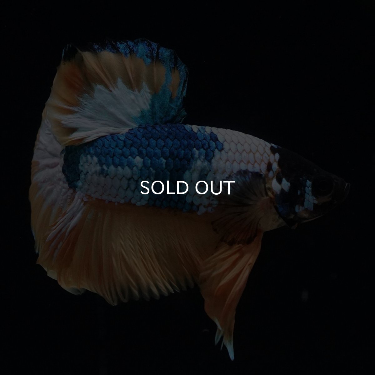 画像5: HMPK　イエローファンシー (5)