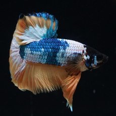 画像5: HMPK　イエローファンシー (5)