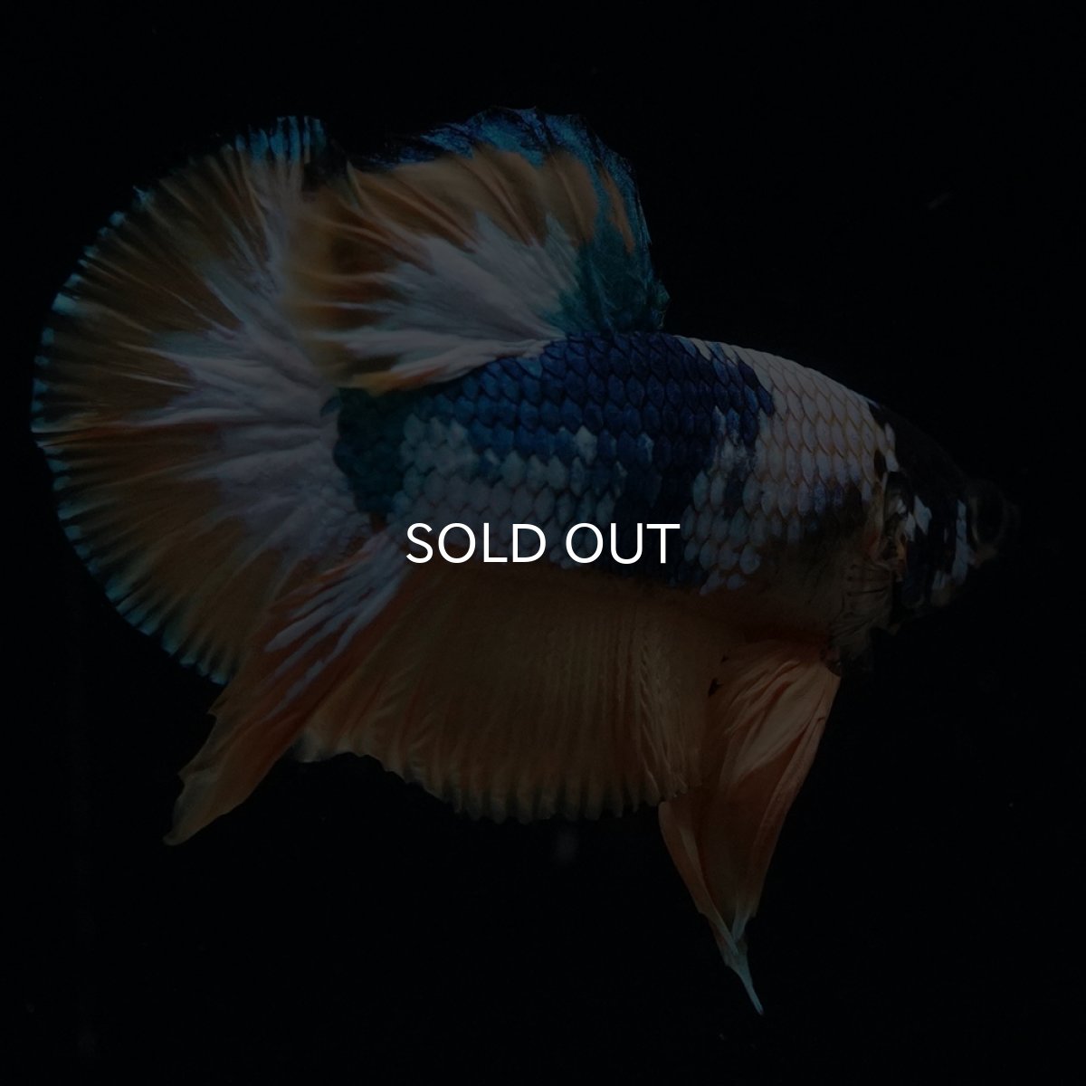 画像4: HMPK　イエローファンシー (4)