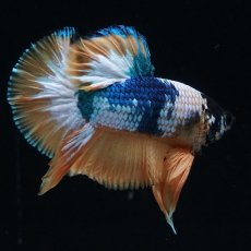 画像4: HMPK　イエローファンシー (4)