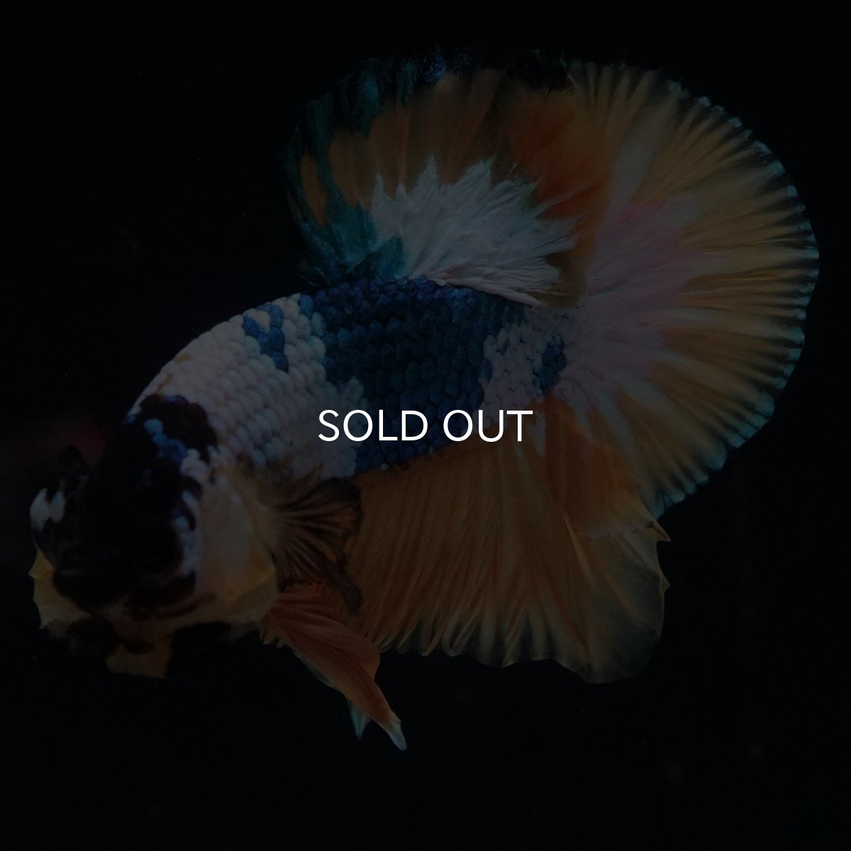 画像3: HMPK　イエローファンシー (3)