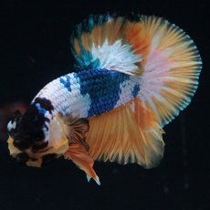 画像3: HMPK　イエローファンシー (3)