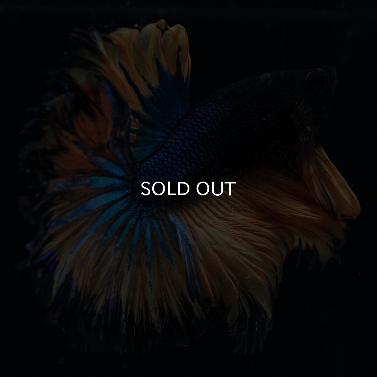 画像17: HM　マスタード　ローズテール (17)