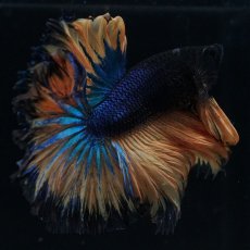 画像17: HM　マスタード　ローズテール (17)