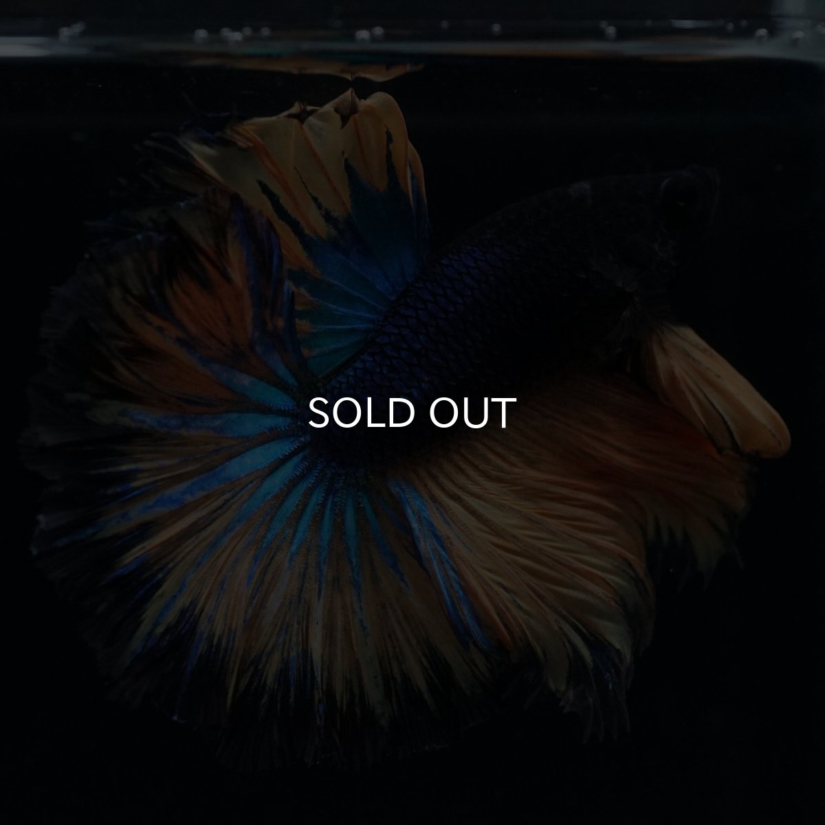 画像16: HM　マスタード　ローズテール (16)