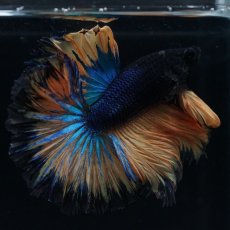 画像16: HM　マスタード　ローズテール (16)